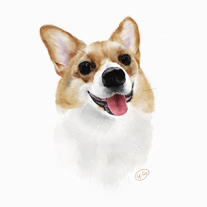 1/30來畫柯基吧！