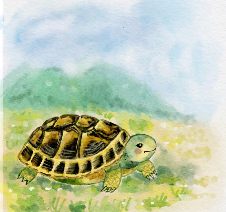 自主練習 陸龜