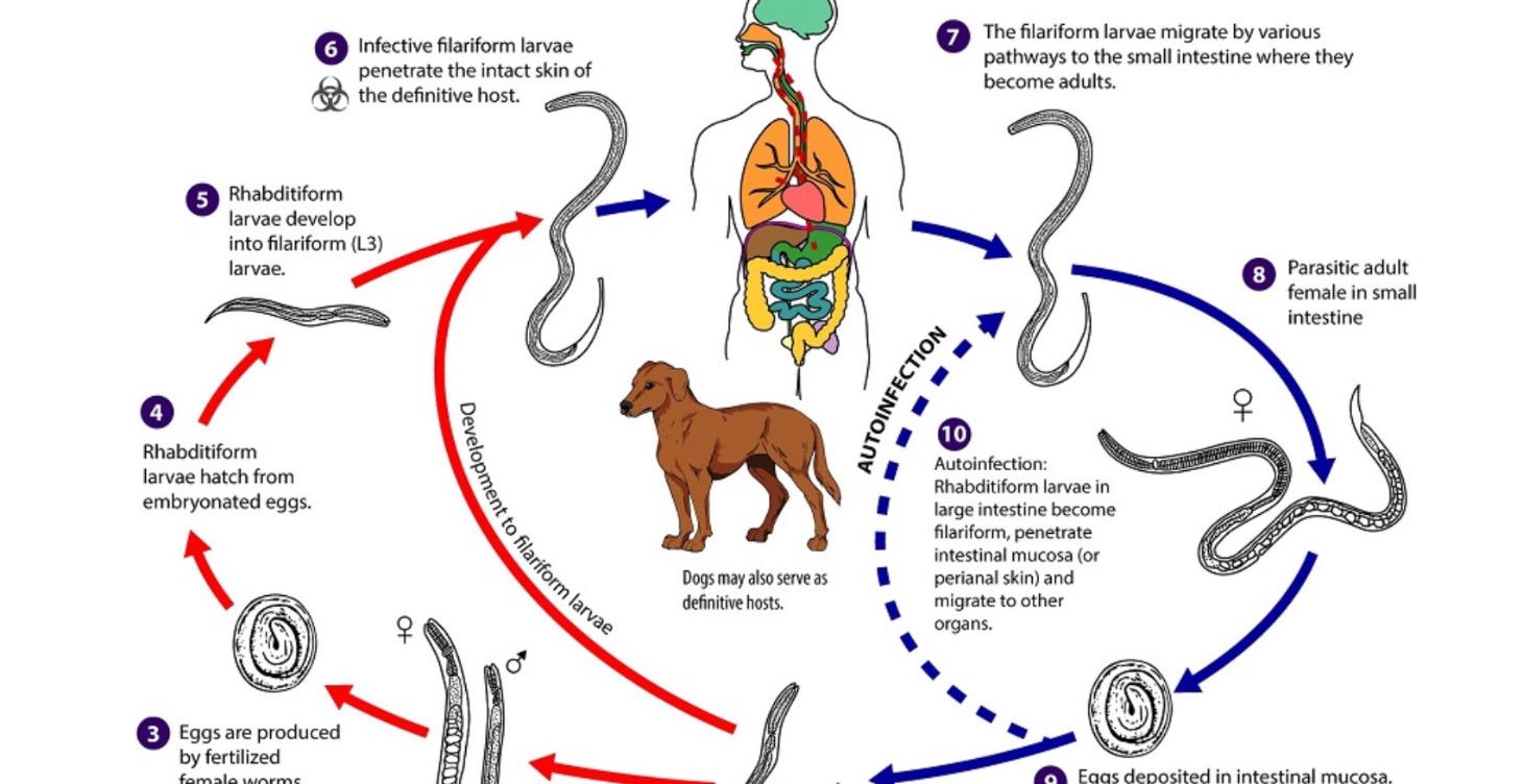Parasites Friend or Foe Ivermectin YOU MUST NOT GO