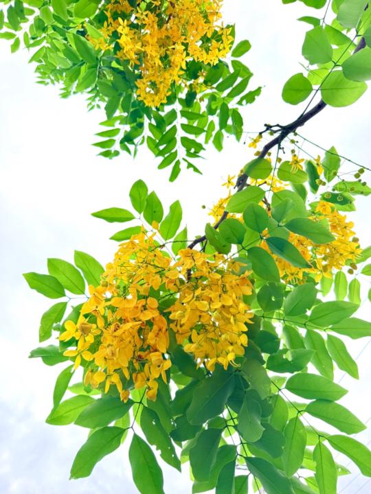 斯敏 賈