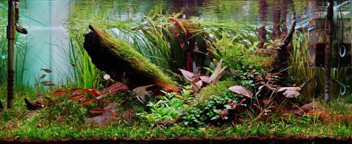 Minh Nhật Nguyễn