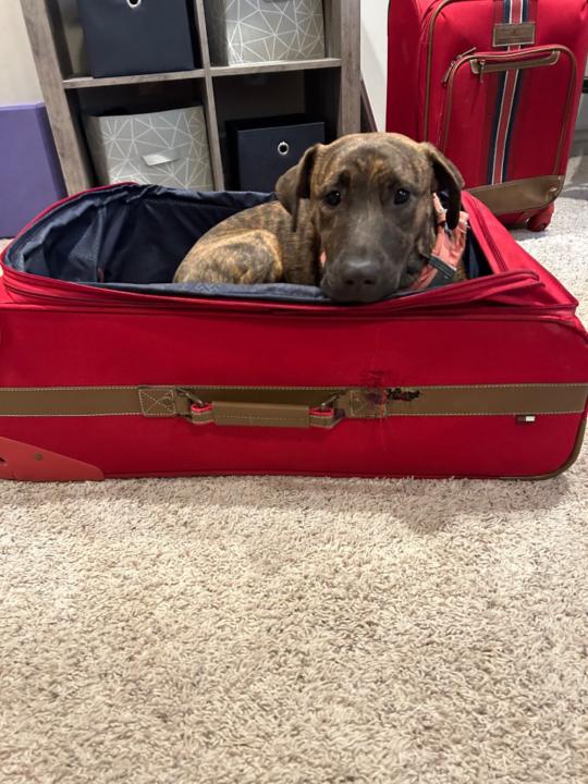 Genevieve Wiley-Hart