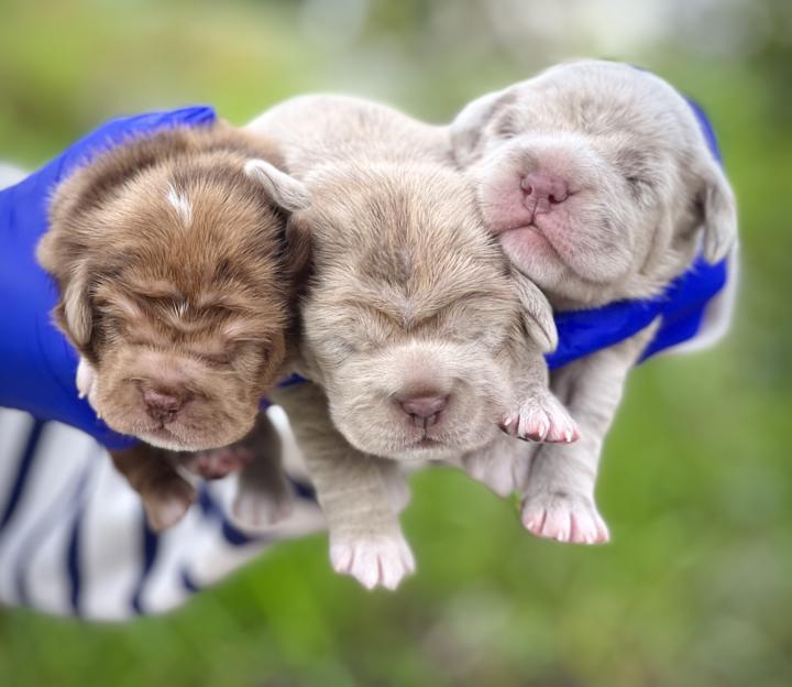 Shar Pei Mixes 