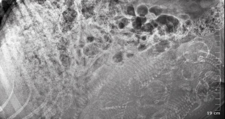 Whelping, Rearing, & Neonates