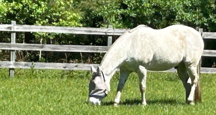 Healthy Horse Initiatives 