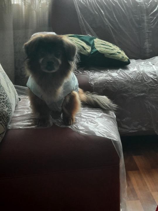 Rosa elvira Palacios Lezameta