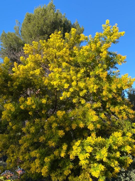 Françoise Grunevald