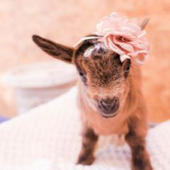 Daria Zofia Szczupak