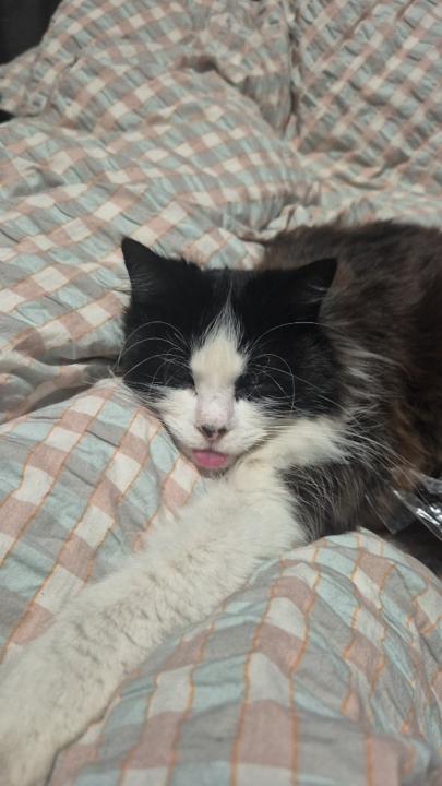 Hailey Martell-Steynen