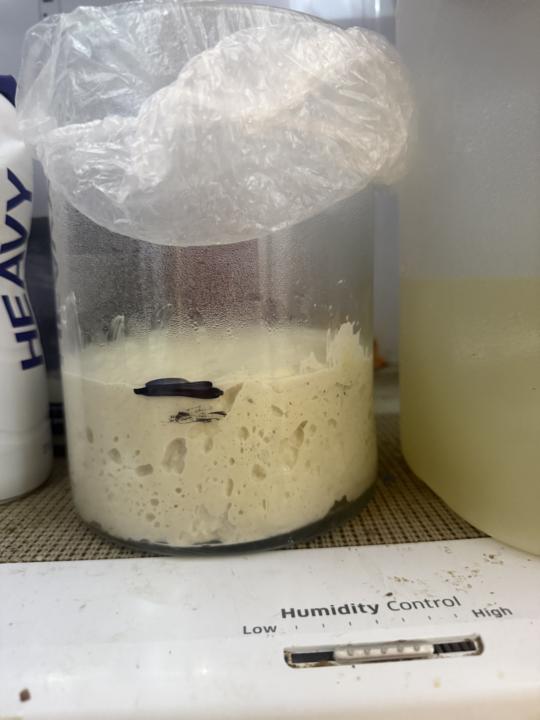 4 day cold ferment 