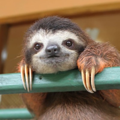 Sylvester The Sloth