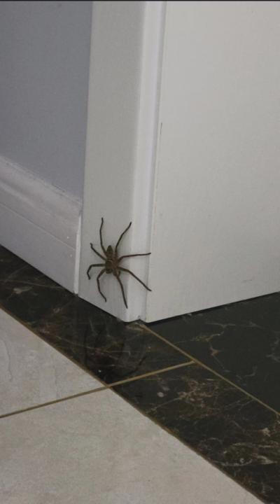Can you stand SPIDERS? 