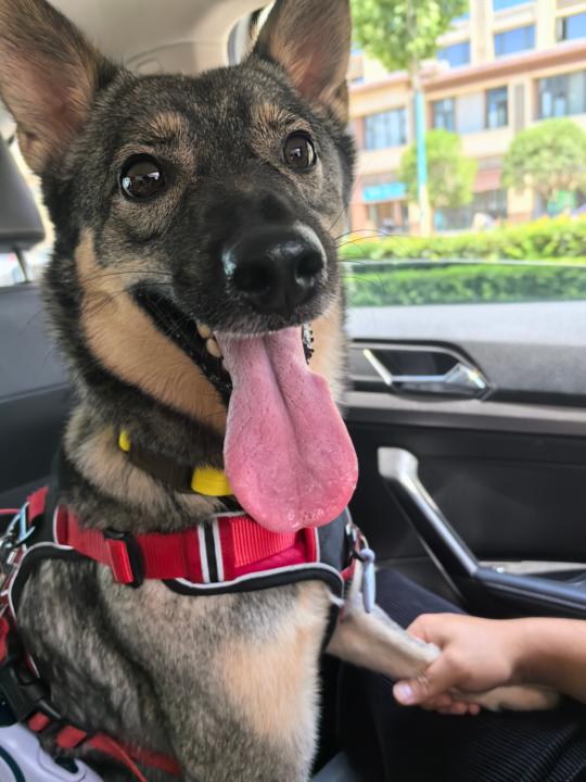 This is my dog