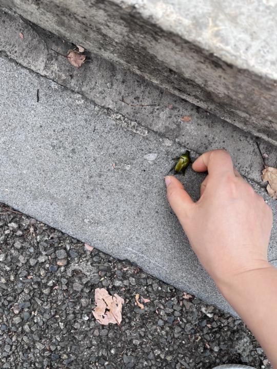 A beetle 
