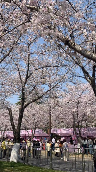 Spring has come and flowers are in bloom