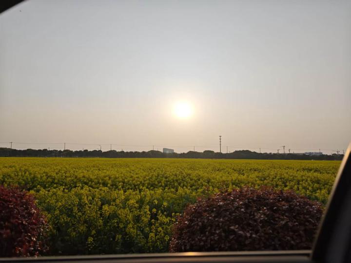 RAPE BLOSSOMS