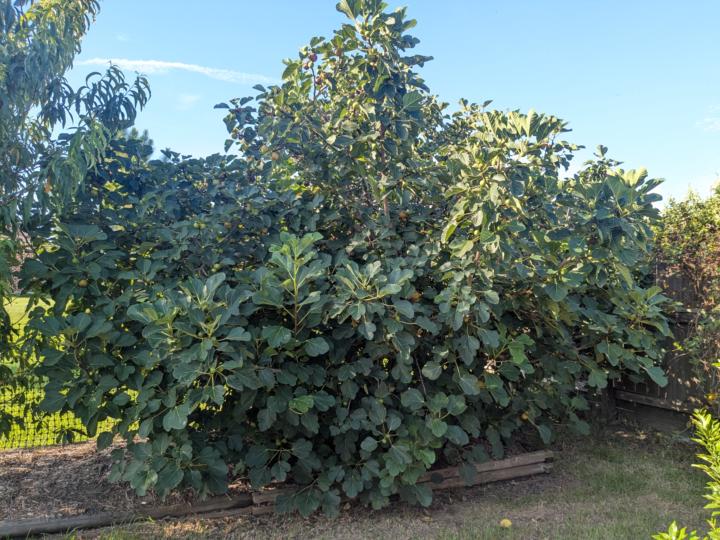 Do you like fig fruit?