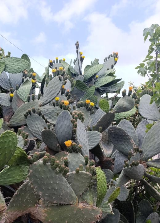 Cactus