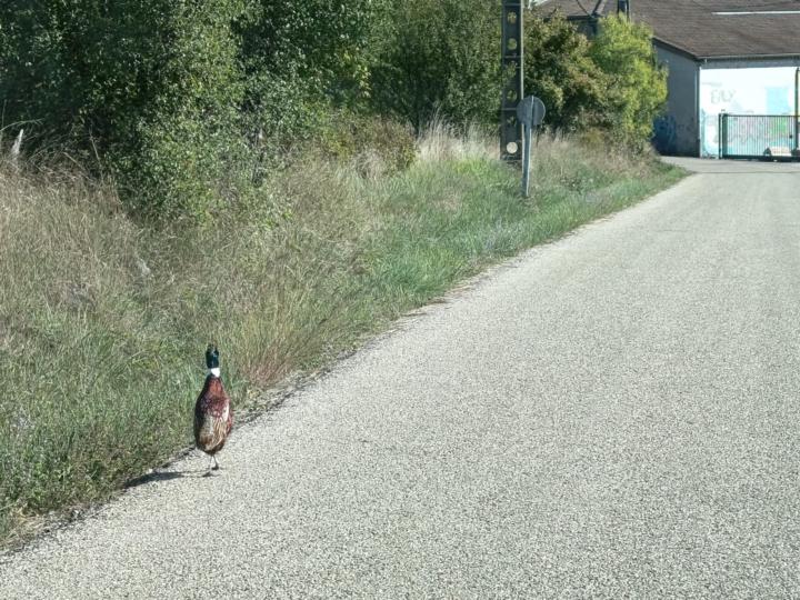 A Very Proper Pedestrian.