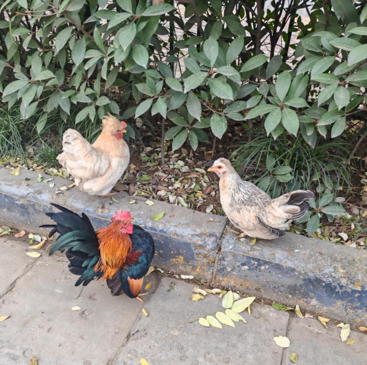 From Pecked to Fearless: My Rooster Revenge