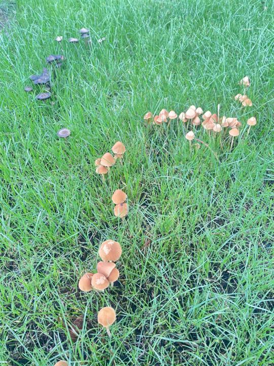 Little surprise on the lawn