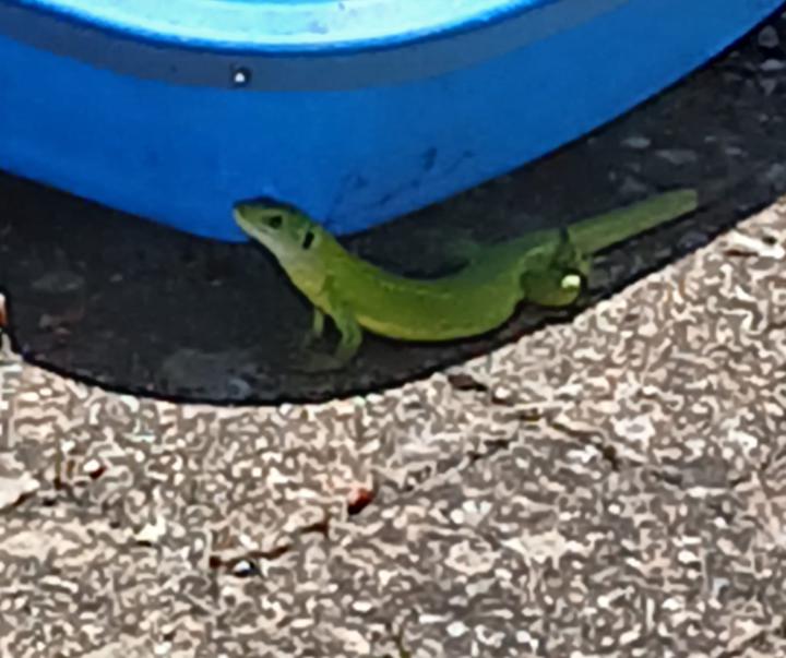 People Watching – Lizard People  PIRF 462 🦎