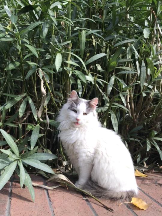 Caught her mid-blep 😻