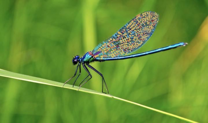 Have you ever seen a dragonfly? 