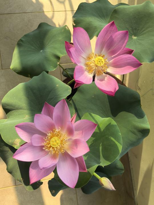 Chinese lotus