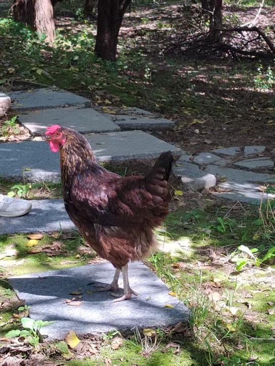Pet chicken