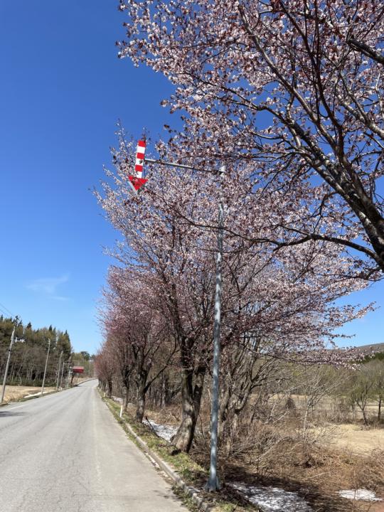 Cherry blossoms and the arrow 🌸☝️