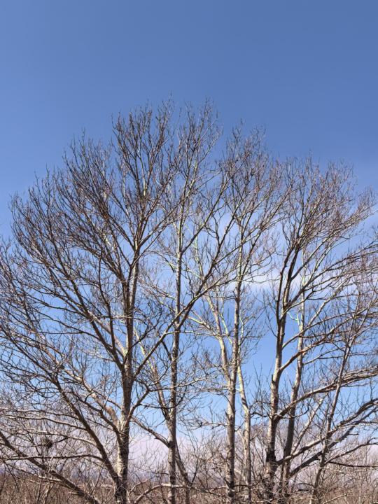 What about your spring?