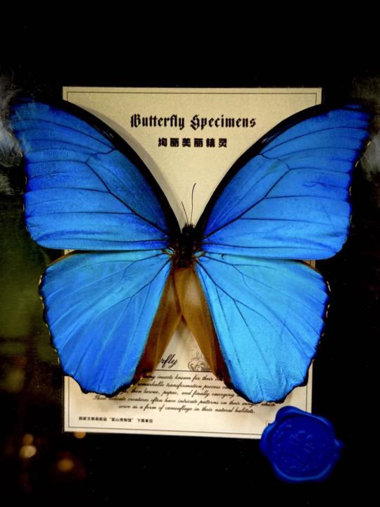 Butterflies 