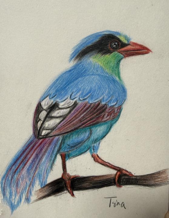 Colourful Bird
