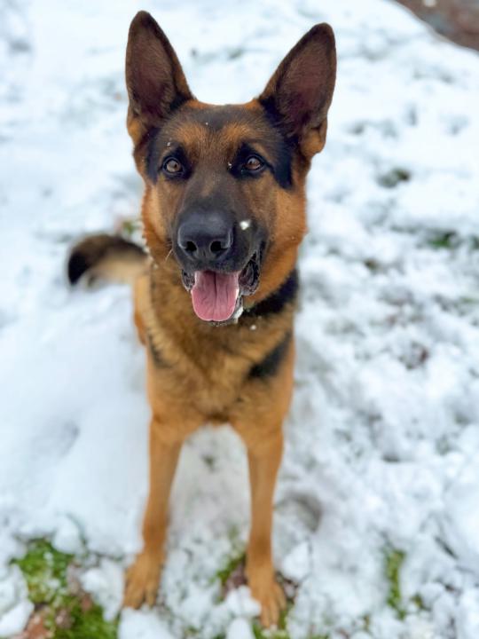 Moose loves the snow!