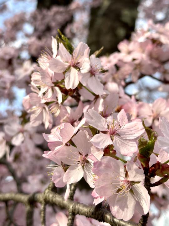 Spring has sprung in MA