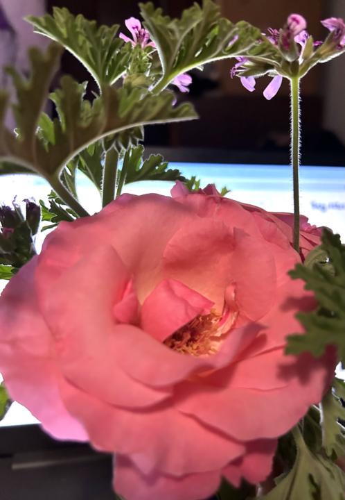 Good morning 🌸🩷