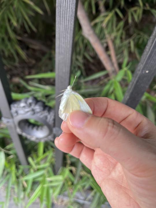 🦋