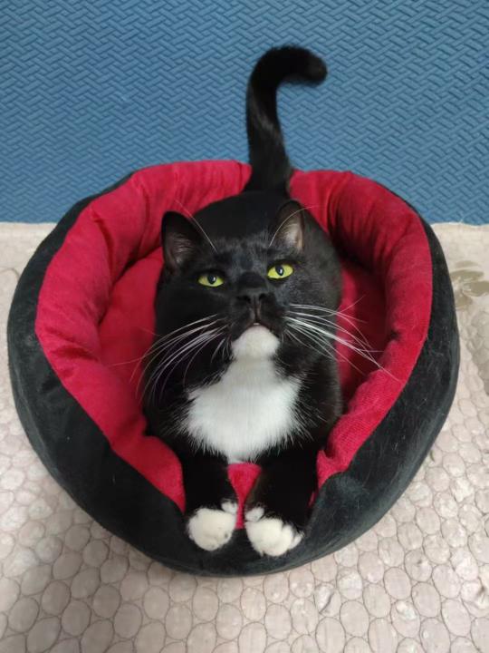 how many collective nouns do you know?