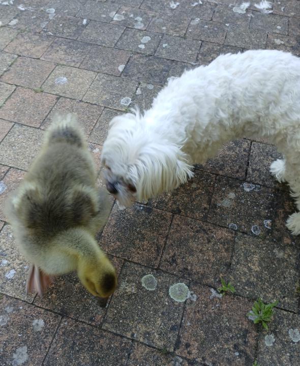Friendship  🐶❤️🦆