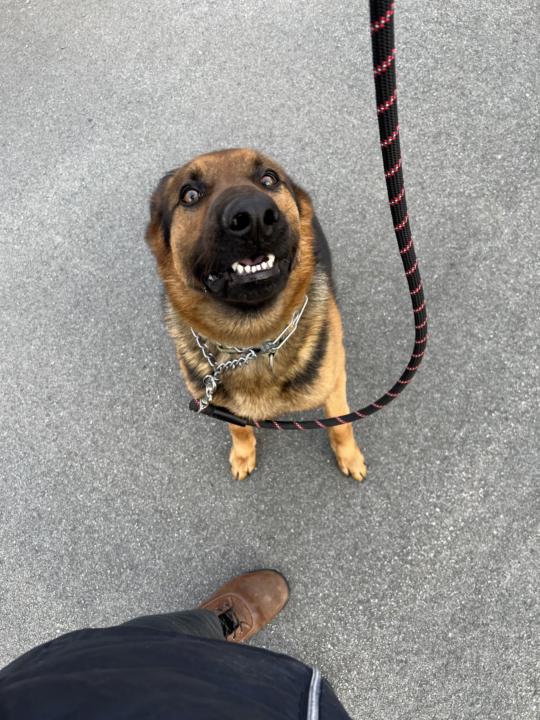 Moose, my puppy!