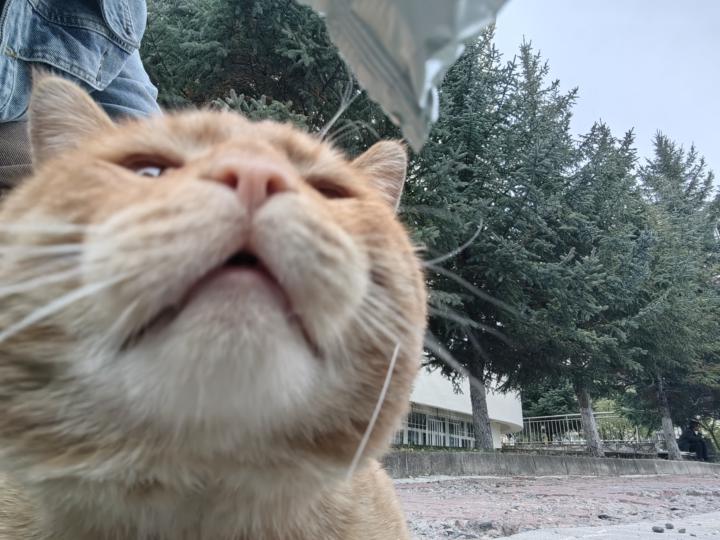 CUTE CAT