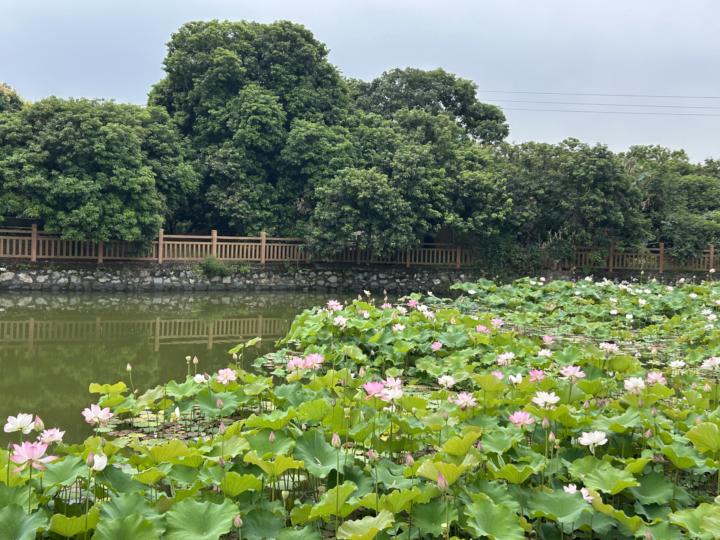 Little Lotus Pond