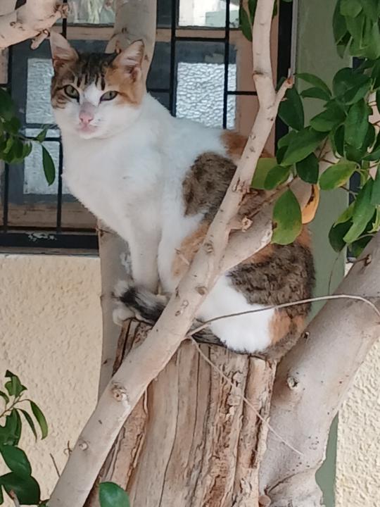 A Cat in The Tree