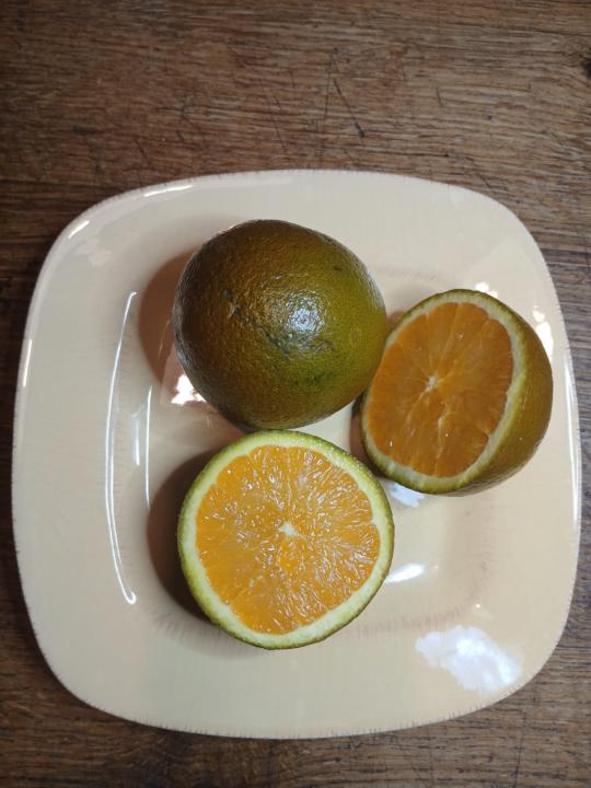 The Hidden Gem of Winter: The Chocolate  Navel Orange 🍊✨ 