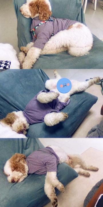 My first post is for pet