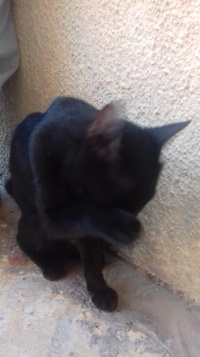 Black cat