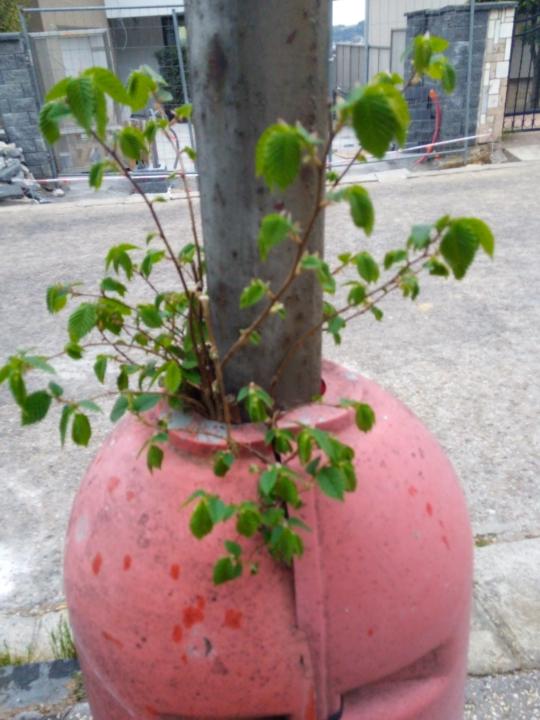Strenght of the nature...