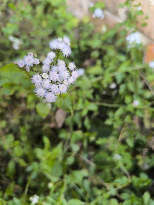 How many flowers languages do you know,sharing with me together!