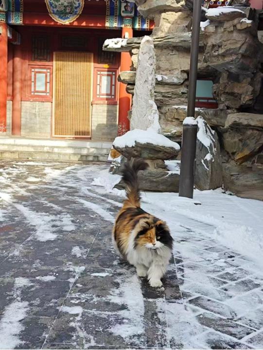 A new self meets Beijing’s first snow